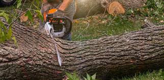 How Our Tree Care Process Works  in  Murphys, CA