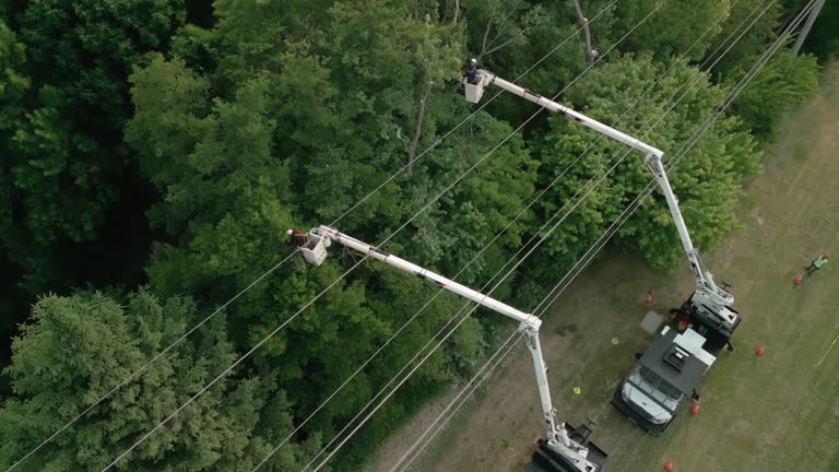 Professional Tree Care Services in Murphys, CA